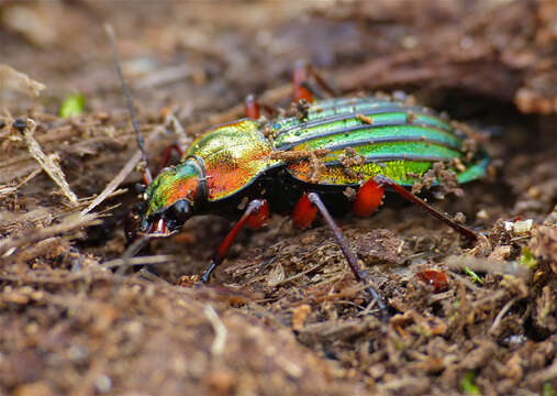 Image of Carabus (Chrysocarabus) auronitens auronitens Fabricius 1792