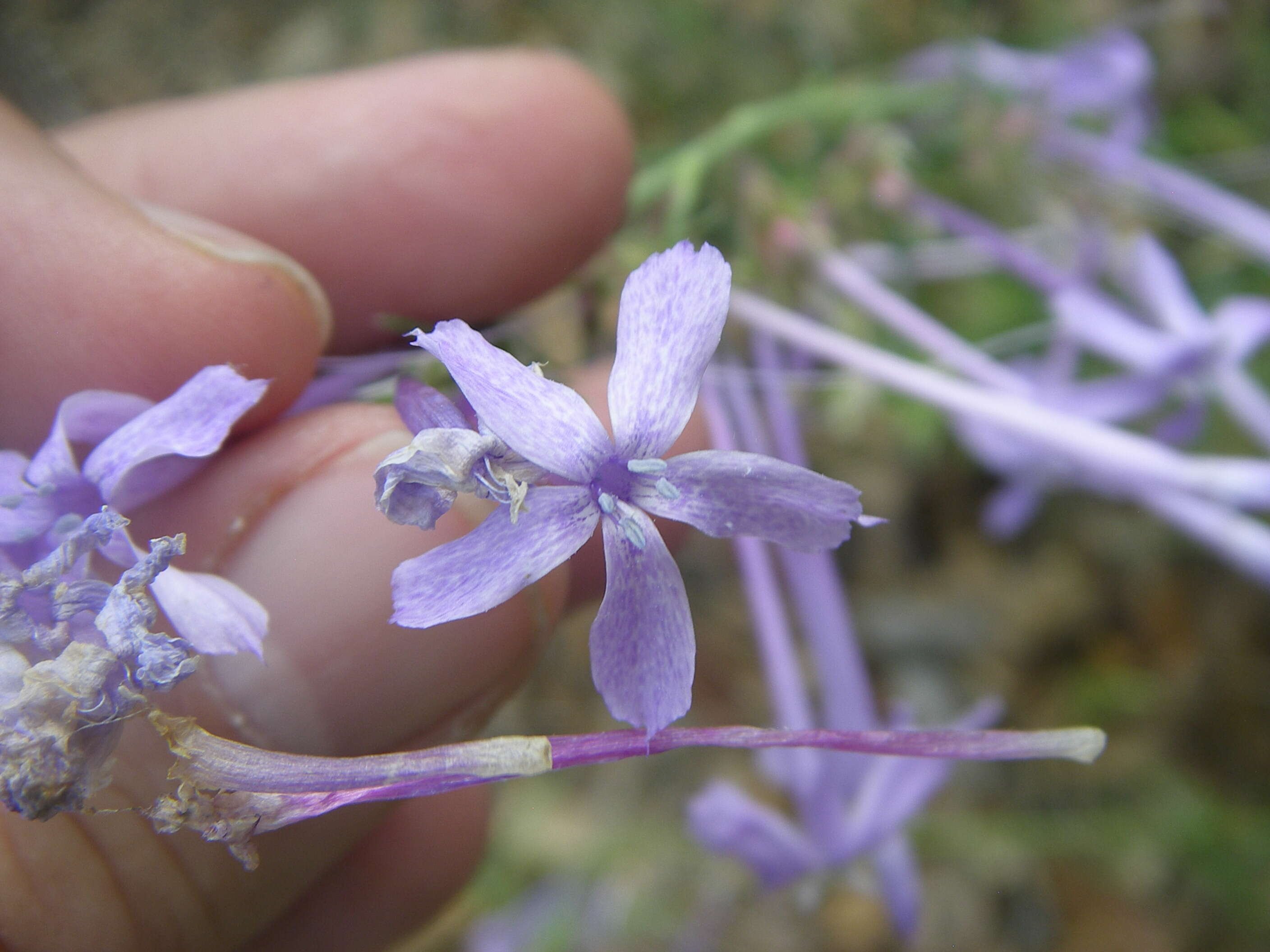 Image of flaxflowered ipomopsis