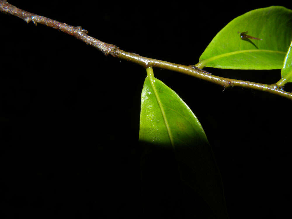 Image de Hirtella tubiflora Cuatrec.