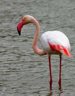 Imagem de Phoenicopterus roseus Pallas 1811