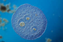 Image of Protist