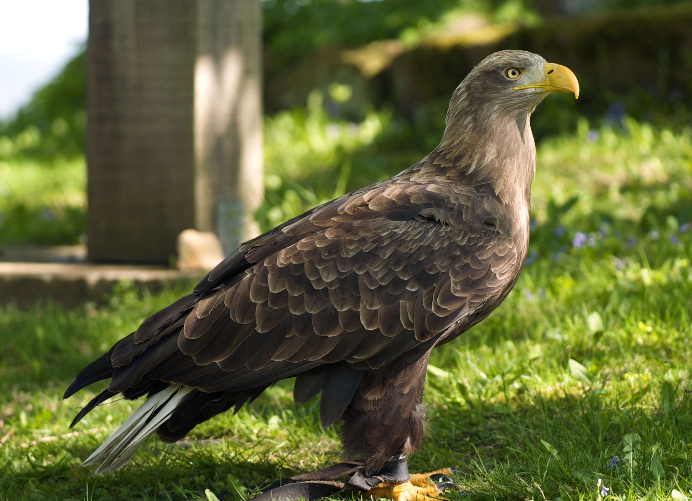 Image of White-tailed Eagle