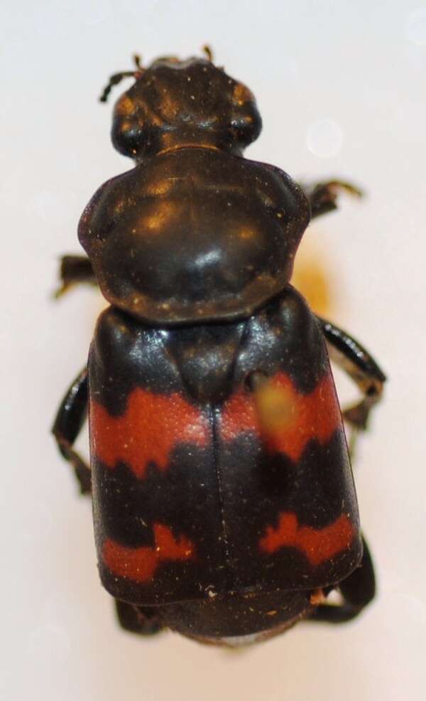 Image of Nicrophorus (Nicrophorus) guttula (Motschulsky 1845)