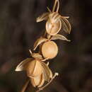صورة Helianthemum apenninum subsp. apenninum
