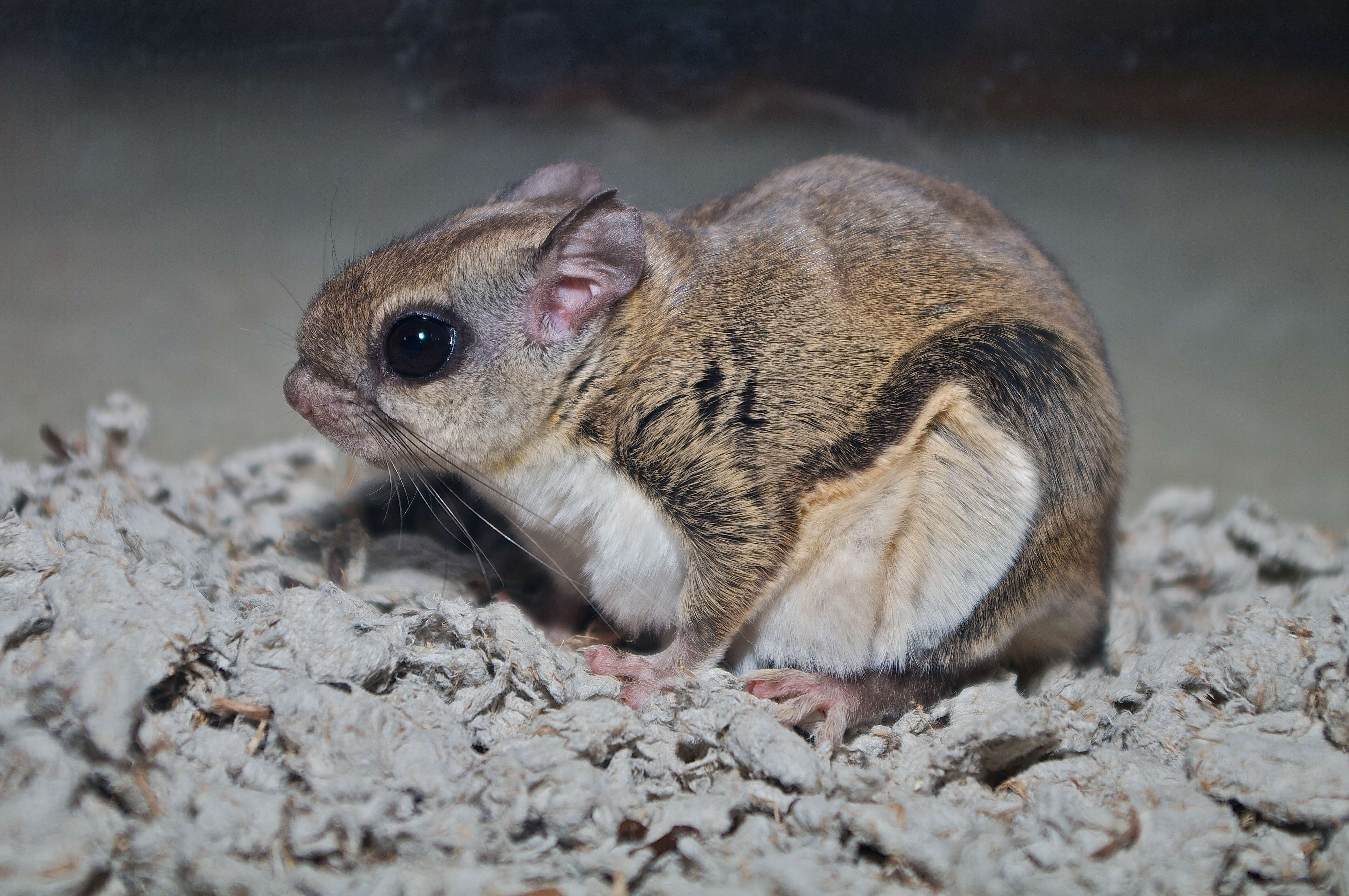 Image of Mexican Flying Squirrel