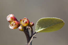 Image of Cotoneaster nebrodensis (Guss.) Koch