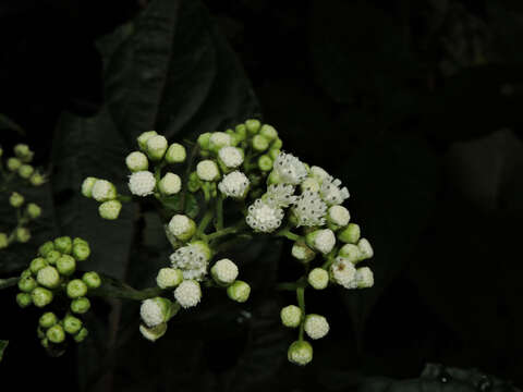 Image of Clibadium glomeratum Greenm.