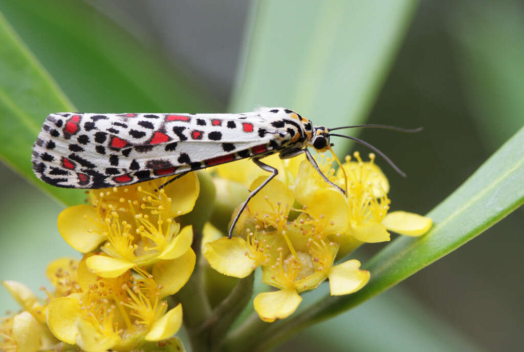 Utetheisa pulchelloides Hampson 1907 resmi