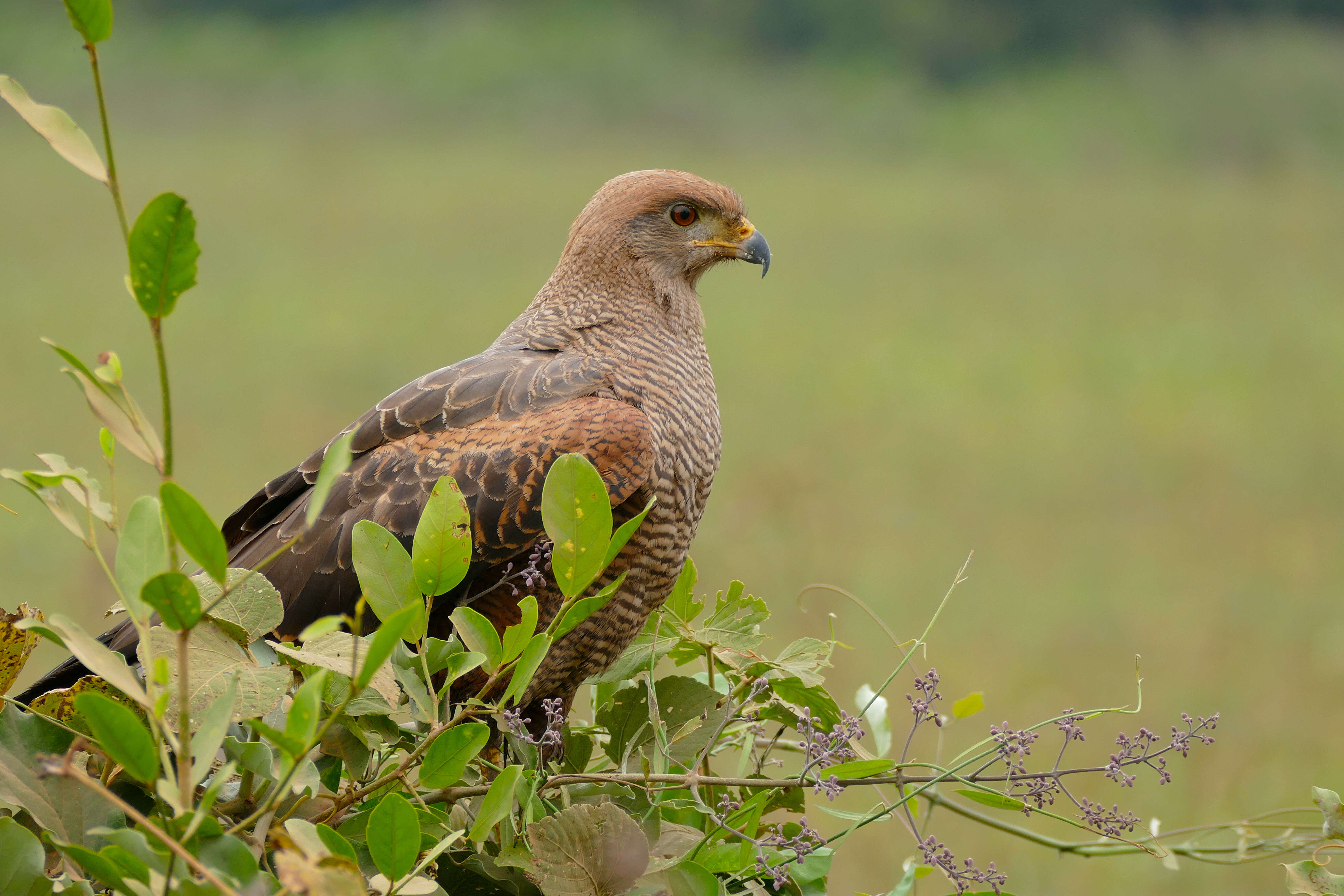 Image of Savanna Hawk