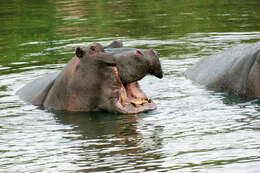 Image of Common Hippopotamus