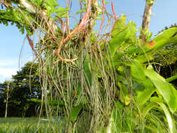 Image of twisted airplant