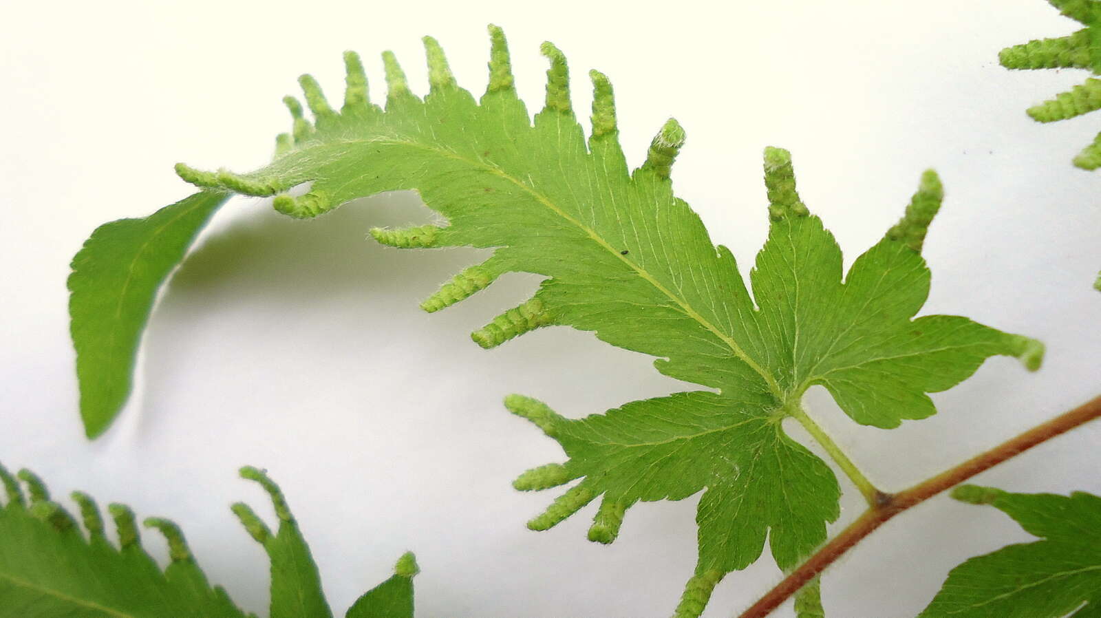 Image of climbing ferns