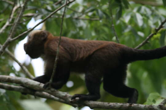 Image of Guianan Brown Capuchin