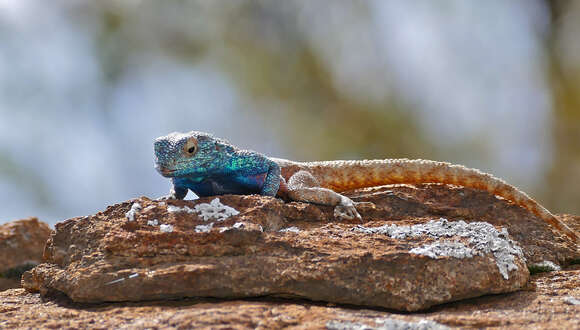 Image of Scortecci's Agama