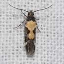 Image of Red-necked Peanutworm Moth