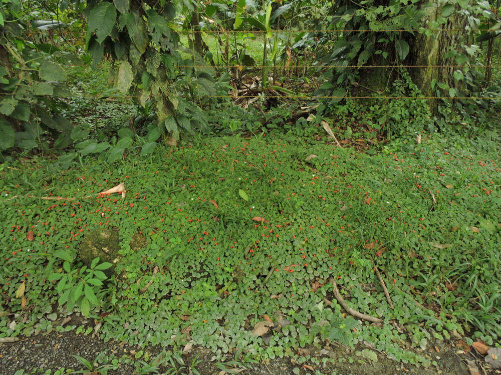 Image of Geophila cordifolia Miq.