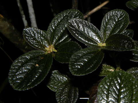 Image of friendship plant