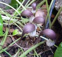 Image of Arisarum