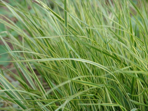 Image of feather reed grass