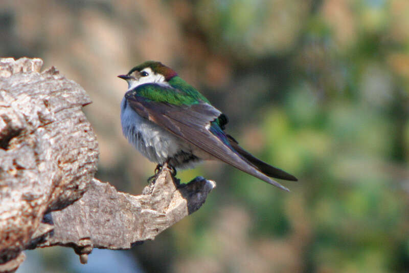 Imagem de Tachycineta Cabanis 1851