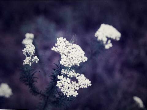 Image of Conospermum taxifolium C. F. Gaertner