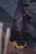 Image of Flying foxes