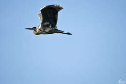 Image of Grey Heron