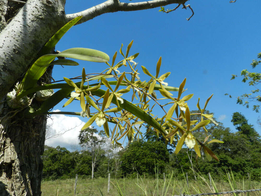 Слика од Encyclia stellata (Lindl.) Schltr.