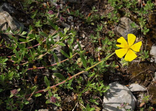 Image of Helianthemum nummularium subsp. obscurum (Celak.) J. Holub