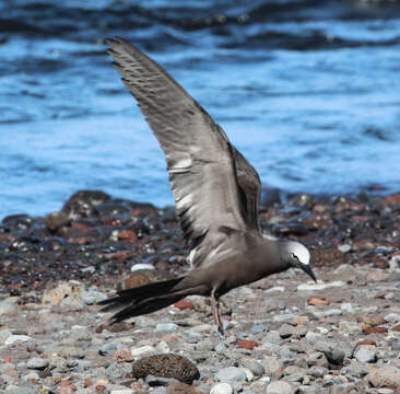 صورة Anous stolidus pileatus (Scopoli 1786)