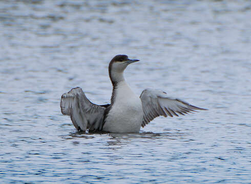 Image of Arctic Loon