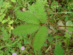 Image of sensitive plant