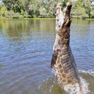 Image of Caimans