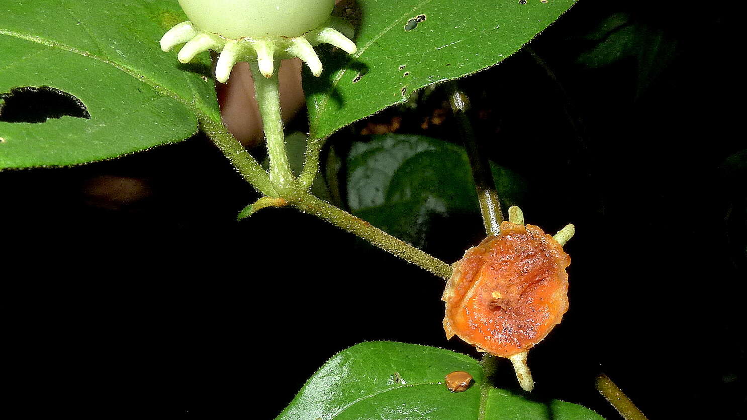 صورة Lycianthes pauciflora (Vahl) Bitter