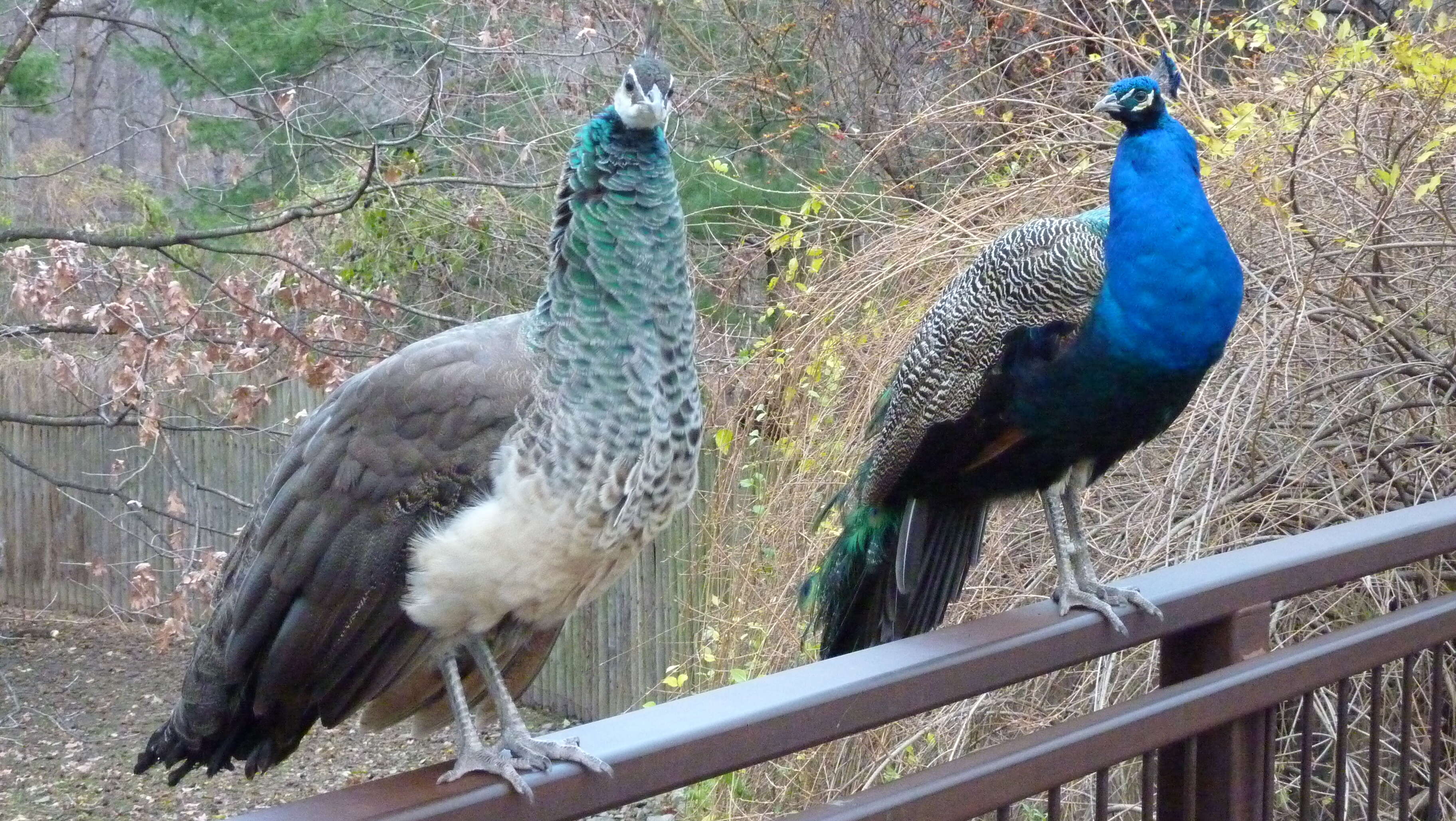 Image of Pavo Linnaeus 1758