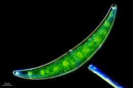 Image of Closterium moniliferum