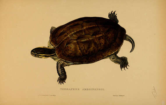 Image of Asian box turtle