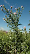 Image of field thistle