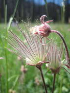 Image of old man's whiskers