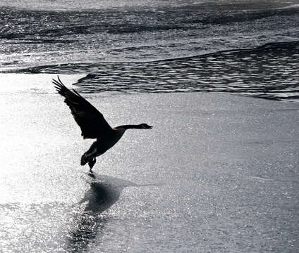 Image of Hawaiian goose