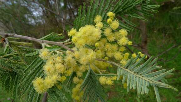 Image of black wattle