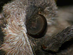 Image of privet hawk-moth