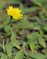 Image of Hawkweeds