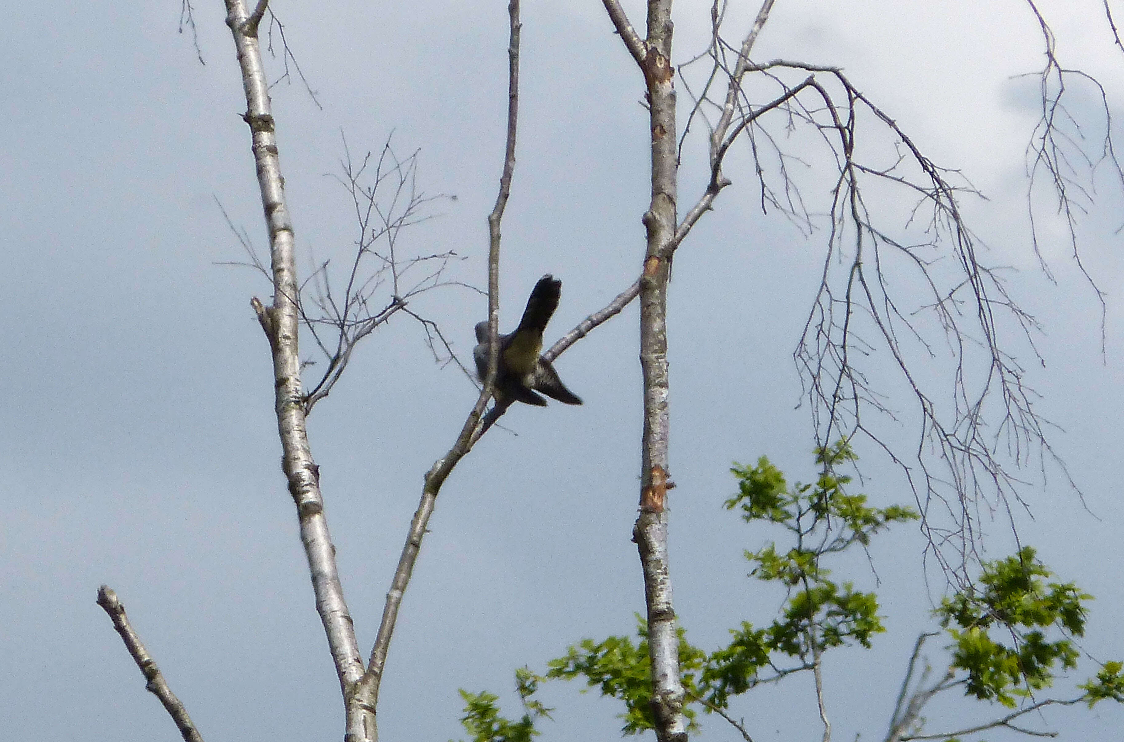 Image of Common Cuckoo