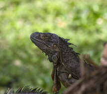 Image of Green Iguana