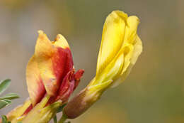 Image of Cytisus spinescens C. Presl