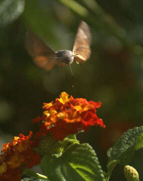 Image of humming-bird hawk moth