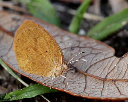 Image of Eurema