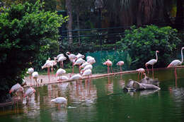 Imagem de Phoenicopterus roseus Pallas 1811