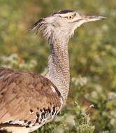 Image of Kori Bustard